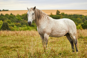 Obraz na płótnie Canvas Конь или лошадь красивый белый стоит в поле летом или осенью.