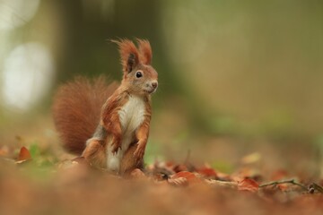 Art view on wild nature. Cute red squirrel with long pointed ears in autumn scene . Wildlife in october forest. . Sciurus vulgaris