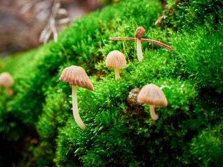 Мagic mushrooms in moss. Selective focus.
