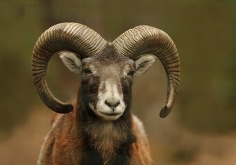 mouflon (Ovis orientalis orientalis) close up portrait. Close-up portrait of mammal with big horn, Czech Republic.