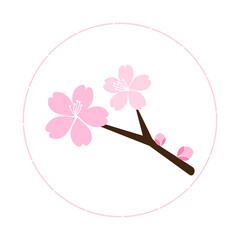 Pink cherry blossom on white background vector. Sakura Japanese flower.