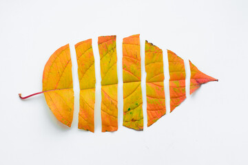 Beautiful autumn leaf on white background