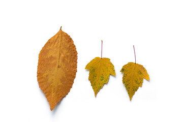 Beautiful autumn leaf on white background