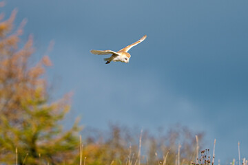 Selkirk, UK. 21.Oct.2020.  .{event}...(Photo: Rob Gray)