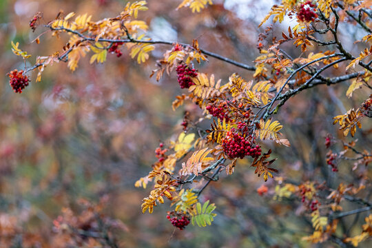 Galashiels, UK. 18.Oct.2020.  .{event}...(Photo: Rob Gray)