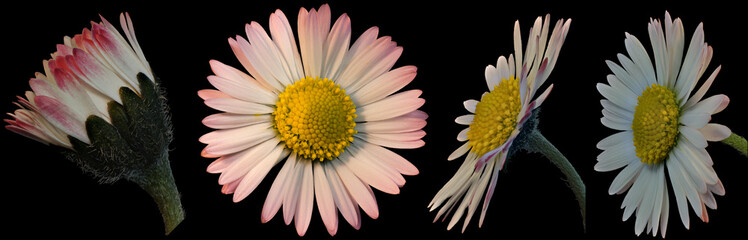 Gänseblümchen freigestellt, mehrere Ansichten mit schwarzem Hintergrund