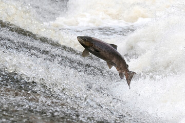 Atlantic Salmon on the River Ettrick near to Selkirk, Scottish Borders, UK. During the migration to...
