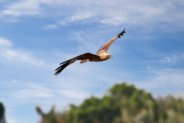 A medium-sized raptor with a rounded tail unlike other kites. Adults are unmistakable with a white head and breast contrasting with otherwise brick brown plumage. Juveniles are a darker brownish-black