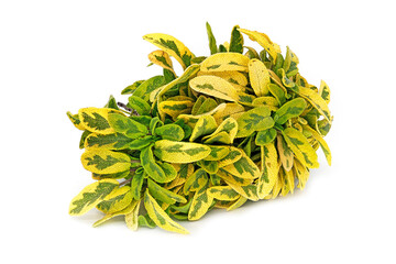 Salbei golden