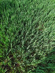 green grass background