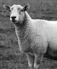 Obraz premium Black and white close up side facing sheep