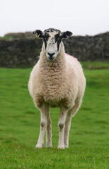 Front facing sheep in green field