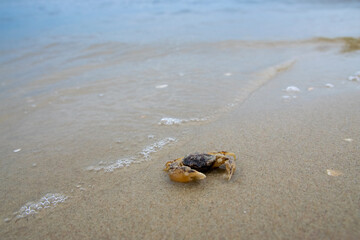 scenery at the beach, baltic sea