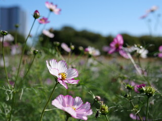 東京の都市部で咲くピンク色のコスモスの花と青空