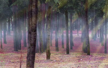 morning in the forest