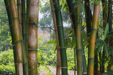 bamboo stems in the forest
