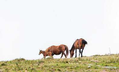 Fototapeta premium Team of wild horses and young colt eating grass in Galicia on a foggy day.