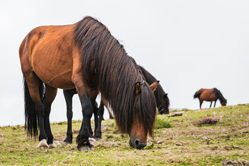 Team of wild horses eating grass in Galicia on a foggy day.