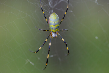秩父ミューズパークの女郎蜘蛛