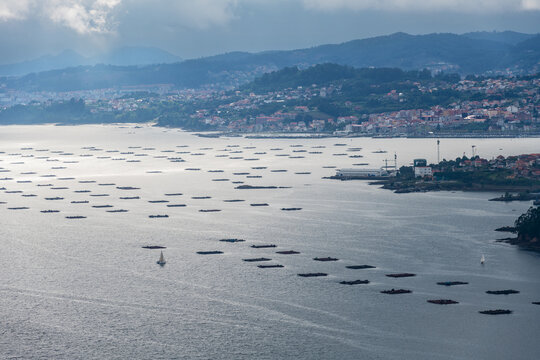 Farms of mussels (bateas) in the Ria de Vigo estuary, with the city of Vigo in the background.
