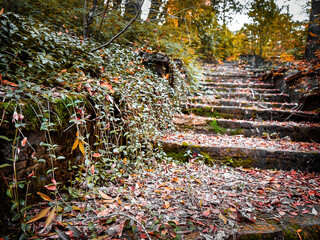 autumn leaves in the park