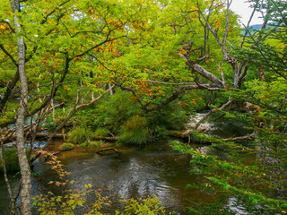 River flowing through the marshy land (Tochigi, Japan)