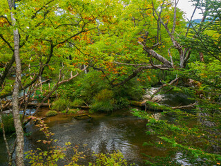 Fototapeta na wymiar River flowing through the marshy land (Tochigi, Japan)