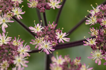 Close up small purple flower heads
