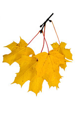 Autumn branch with yellow maple leaves isolated on a white background.