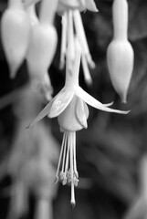 Black and white close up hanging fuscia flower