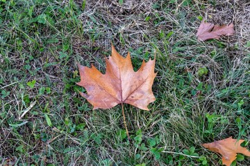 Autumn background - dry maple leaf on the grass