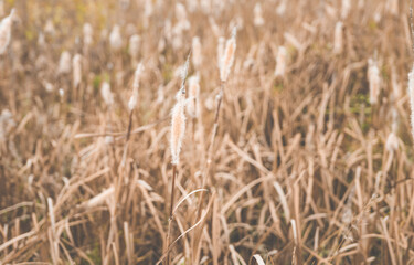 Dry reeds on the swamp in autumn day. Selective focus. Shallow depth of field. 