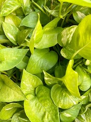 Close up of Devil’s ivy plant Epipremnum aureum and green leaves