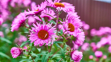 Obraz premium beautiful autumn flowers in the garden. close-up. color