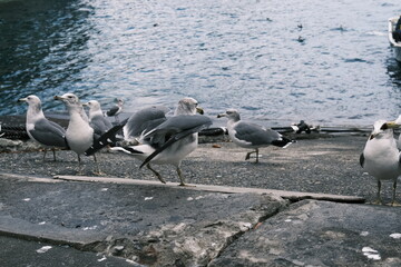 餌をもらうカモメ達