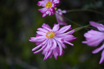 Obraz premium シュウメイギク