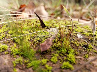  grass