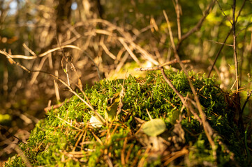Herbstwald
