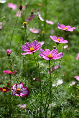 秋の日本庭園の花畑で咲くピンク色のコスモスの花（日本の浜離宮恩賜庭園）