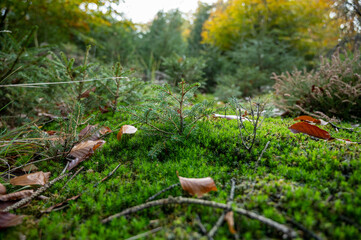 Herbstwald