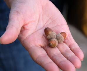 ripe oak acorns on hand © Виктор Процук