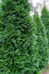 Thuja trees on the meadow in the public park. Evergreen trees in autumn season for landscape design