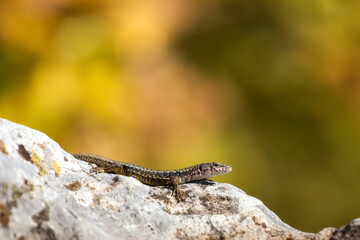 A lizard sits on a rock in the sun on a blurry green background. Detailed image of a lizard....