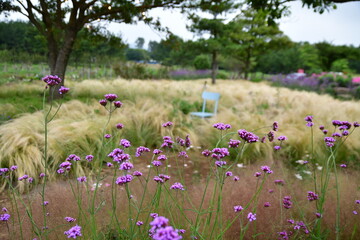 누군가의 보라빛 자리