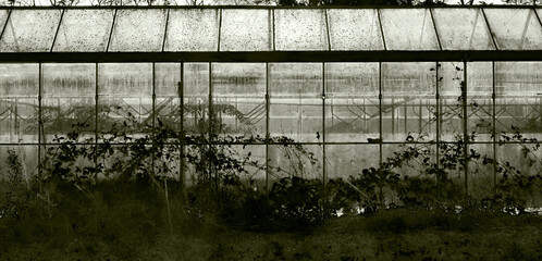 Abandoned large greenhouses
