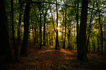 Obraz premium Herbstwald