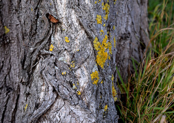Lichen and aged tree bark