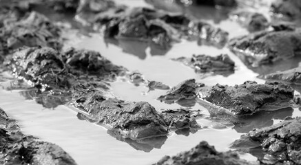 Close up muddy tractor tracks