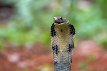 The king cobra (Ophiophagus hannah)