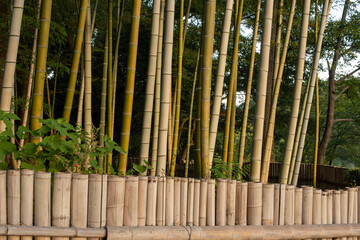 bamboo forest.